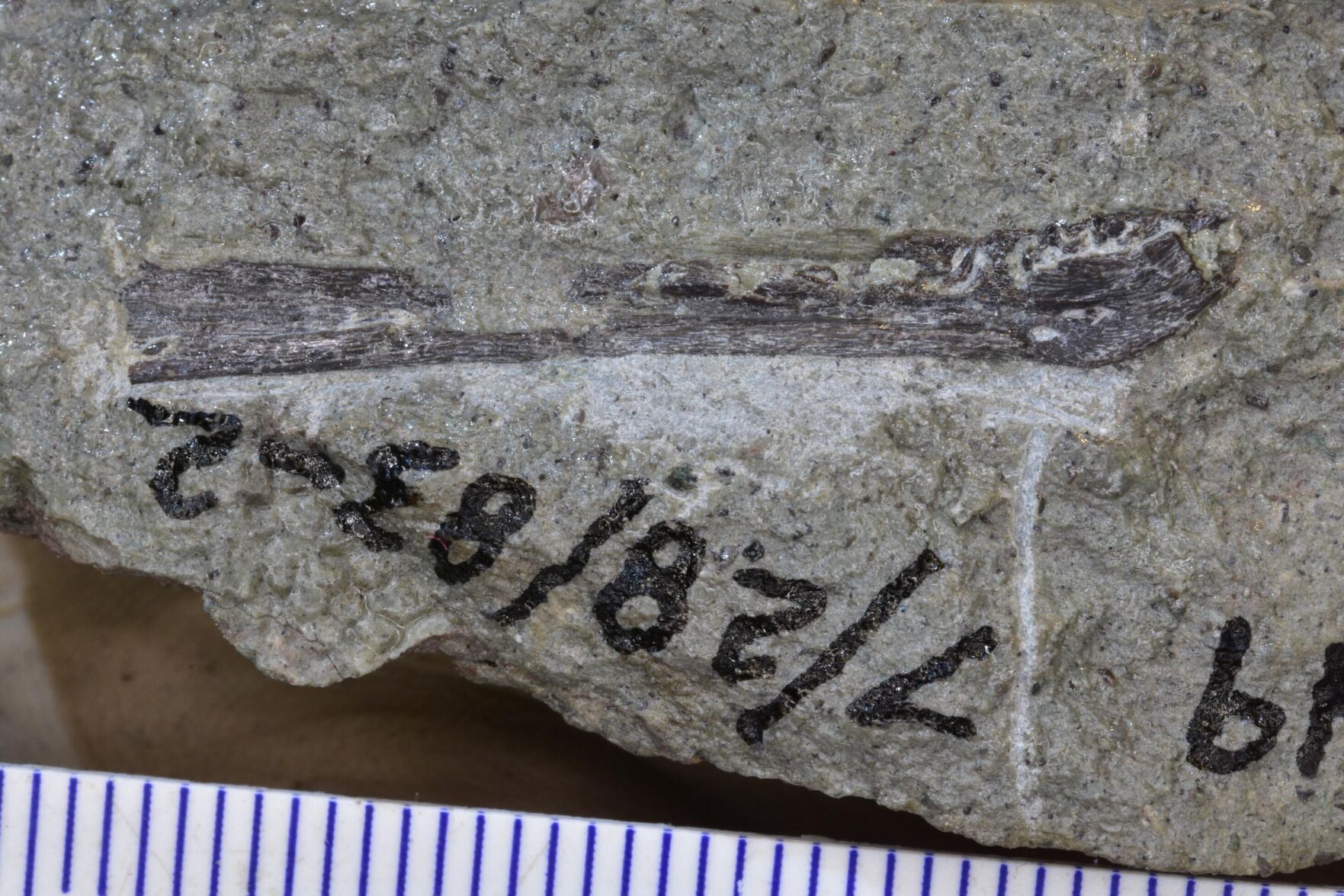 Baby tyrannosaurs were about the same size as a dog, new research shows